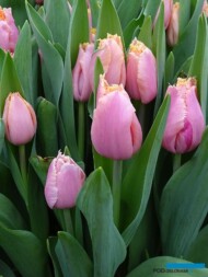 Tulipan Heartbeat_BOT Flowerbulbs_Tulip Trade Event 2019