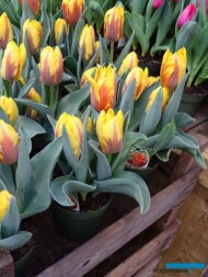 Tulipan Ravana_firma Jansen-s Overseas_Tulip Trade Event 2019