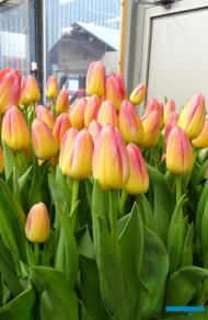 Tulipan Tom Pouce_firma Jansen-s Overseas_Tulip Trade Event 2019