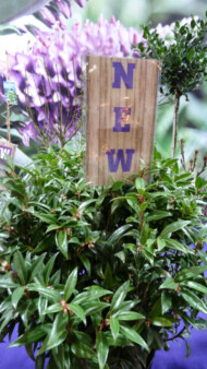 Jedną z nowości pokazywanych podczas Gardenii była Sarcococca humilis 'Winter Gem' z oferty firmy Plant Line z Boskoop, o kwiatach pachnących podobnie do jaśminowca