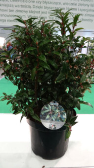 Sarcococca humilis 'Winter Gem' - jedna z nowości firmy PlantLine z Boskoop z Holandii