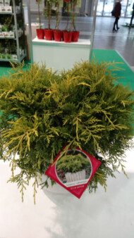 Juniperus ×pfitzeriana ‘Yellow Sapphire’ z asortymentu firmy A&M Kałuzińscy Szkółka Polskie Korzenie