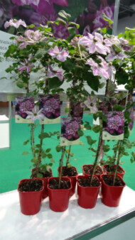 Powojnik 'My Darling'PBM ze szkółki Clematis Źródło Dobrych Pnączy zdobył jedną z nagród Grand Prix Gardenii