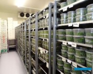 Chłodnia w laboratorium firmy Plantin