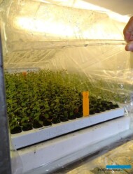 Borówka wysoka - aklimatyzacja roślin (rozmnożonych in vitro) Plantin 2019_Tadeusz Kusibab