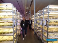 Plantin 2019_Zwiedzanie pokojów wzrostowych (aklimatyzacyjnych) firmy Plantin - oddziału w Muniakowicach