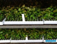 Plantin 2019__borowka wys_material na mikrosadzonki