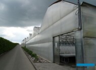 Tunel zblokowany, w którym odbywa się ostatni etap produkcji roślin w firmie Plantin