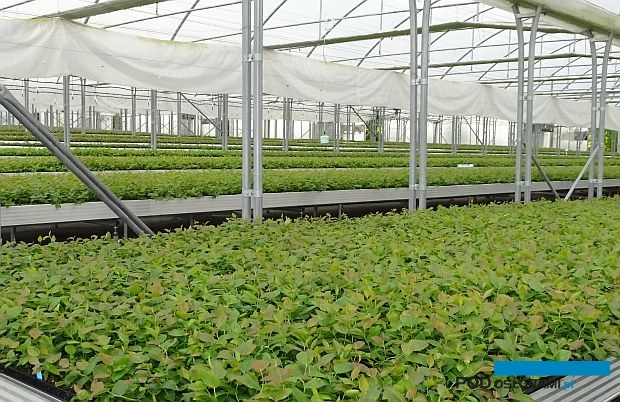 Oddział firmy Plantin w Muniakowicach - blok foliowy z młodymi roślinami borówki wysokiej, które wywodzą się z krakowskiego laboratorium kultur in vitro tej firmy