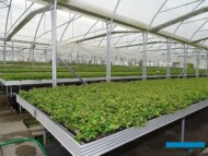 Plantin-2019_Materiały wyjściowe (tu: borówka wysoka) produkowane są na stołach