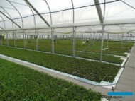 Plantin-2019_Materiały wyjściowe (tu: borówka wysoka) produkowane na zagonach gruntowych