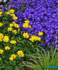 Pericallis-Senetti_Deep Blue_Plantpol_Daisy Days 2019