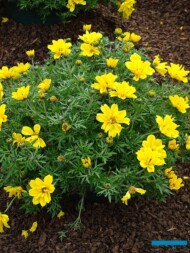 Bidens Super Star_Plantpol_Daisy Days 2019