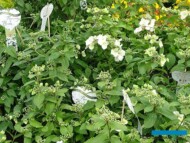 Hydrangea 'Runaway Bride_Plantpol_Daisy Days 2019