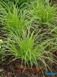 Carex 'Gold Fountain'_Daisy Days 2019