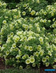 Petunia Veranda 'Yellow'_Plantpol_Daisy Days 2019