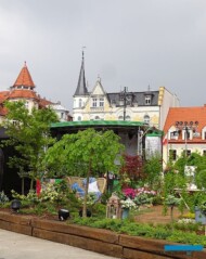 Daisy-Days-2019_Pokazowe ogrody