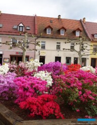 Około połowy maja wyróżniały się kwitnące azalie i różaneczniki (tu: ze szkółki S. Tomszaka_Daisy Days 2019