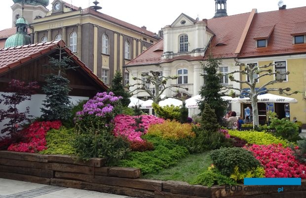 Przez trzy majowe dni zabytkowy rynek w Pszczynie gościł Ogrody Daisy