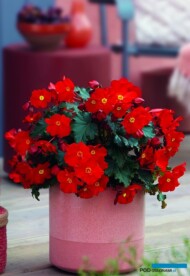 Begonia ×elatior MacaRouge