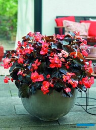 Begonia ×hybrida Viking Red on Chocolate