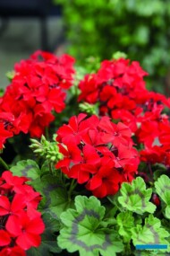 Pelargonium Red Explosion