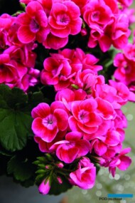 Pelargonium Pretty Little Pink Splash