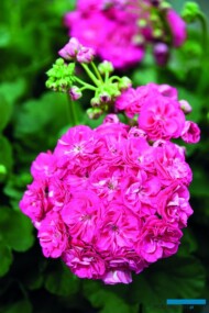 Pelargonium zonale Survivor Idols Rosalinda