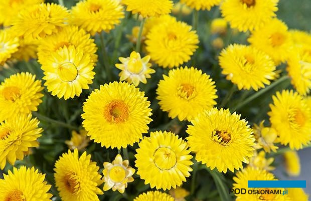 W tym roku jest 6 nowych odmian, które zgłoszono jako kandydatki do nagrody marketingowej FleuroStar Award, (tu: kocanki ogrodowe Granvia® Gold), fot. Fleuroselect