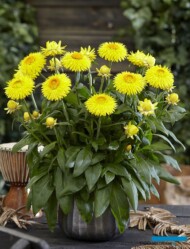 Xerochrysum bracteatum Granvia® Gold