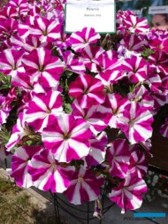 Petunia Amore 'Joy'_Dni Otwarte Plantpol 2019