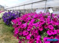 przygotowano wiele petuniowych kompozycji - na 1. planie odmiana Surfinia 'Giant Purple'_Dni Otwarte Plantpol 2019