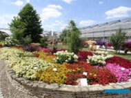 Ogród pokazowy Plantpolu - na 1. planie petchoa - odmiany z grupy BeautiCal_Dni Otwarte Plantpol 2019