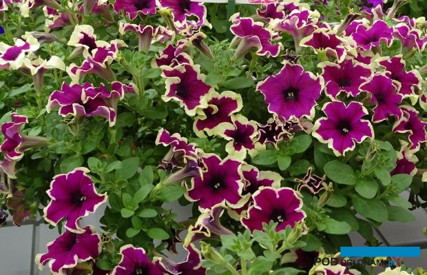 Podczas Dni Otwartych Vitroflory 2019 zwracała uwagę m.in. oferta ciekawych odmian petunii (tu: 'Fanfare Eclipse