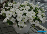 Petunia Titan 'Giant White'_Dni Otwarte Vitroflory 2019