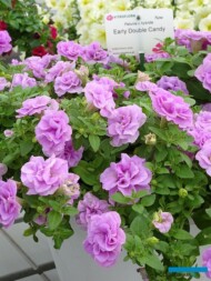 Petunia Early Double 'Candy'_Dni Otwarte Vitroflory 2019