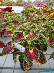 Coleus_Stained-Glassworks_Spacecake_Dni Otwarte Vitroflory 2019