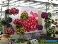 Podczas Dni Otwartych Plantpolu przypomniano o 30-leciu Surfinii w Europie