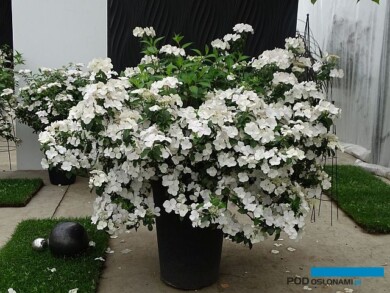 Hortensja (Hydrangea) Runaway Bride, fot. A. Cecot