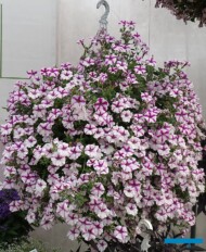Petunia ×hybrida Supertunia ‘Lovie Dovie’ _Dni Otwarte Plantpol 2019