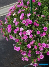 Calibrachoa ×hybrida Superbells ‘Doublette Love Swept’_Dni Otwarte Plantpol 2019