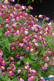 Nemesia Fairy Kisses 'Boysenberry'