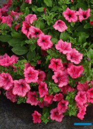 Petunia Surfinia 'Hot Red' (nowość_Dni Otwarte Plantpol 2019
