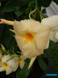 Mandevilla Sundaville ‘Apricot’_Dni Otwarte Plantpol 2019