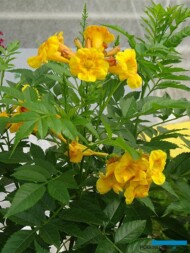 Tecoma Tacobells ‘Orange’_Dni Otwarte Plantpol 2019