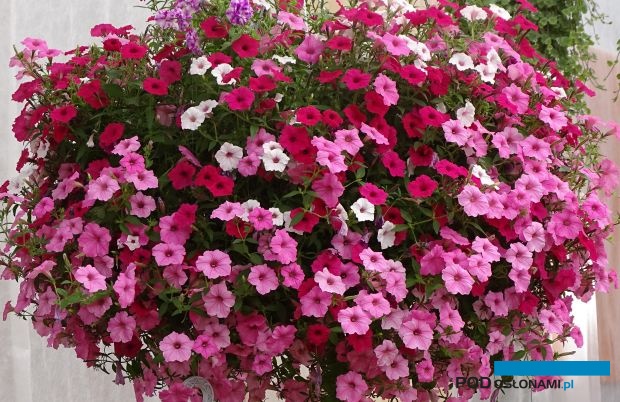 Petunie z grupy Supertunia Vista były jednymi z wyróżniających się roślin Dni Otwartych Plantpolu 2019