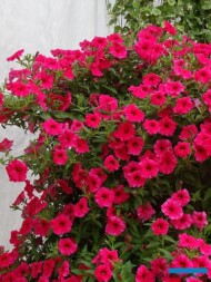 Petunia ×hybrida Supertunia Vista ‘Paradise’_Dni Otwarte Plantpol 2019