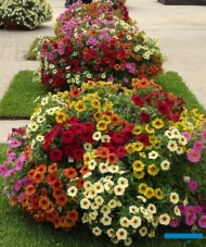 ×Petchoa – odmiany z grupy BeautiCal_Dni Otwarte Plantpol 2019