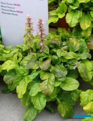Ajuga 'Gold Chang'_Dni Otwarte Vitroflory 2019