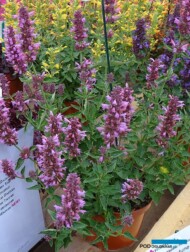 Agastache_Poquito-Lavender_Dni Otwarte Vitroflory 2019